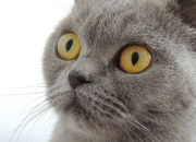 爱游戏-摩纳哥硬仗力克芬兰，阿劳霍数据全面爆炸成制胜关键