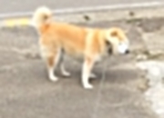 爱游戏-布雷默，橙衣军团的隐形引擎—解析荷兰力克伊朗背后的攻防统治力